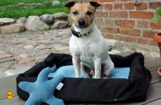 Ein perfektes Hundekörbchen für unterwegs bietet handemade for dogs mit dem Home to Go-Reise-Hundebett an: (Foto: handmade for dogs)